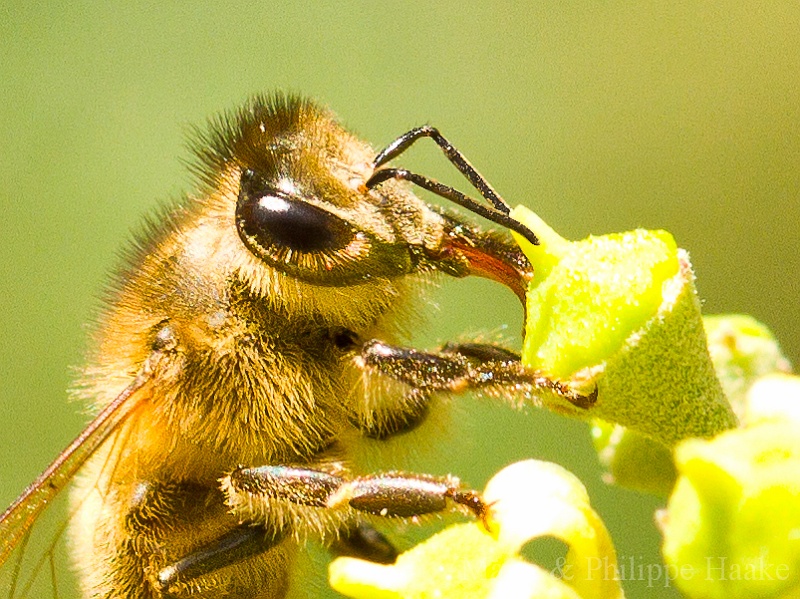 Abeille 3676.jpg - Abeille sur une fleur de lierre (Ermitage, Genève, Suisse)